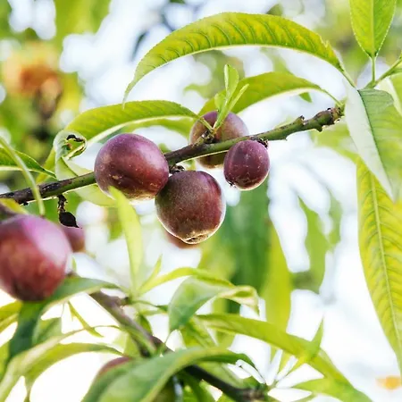 Сasa de vacaciones Casa Lola Zahora